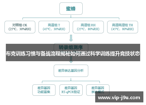 布克训练习惯与备战流程揭秘如何通过科学训练提升竞技状态